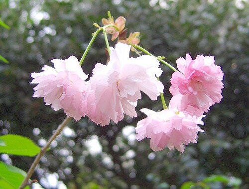 楊貴妃桜苗桜苗