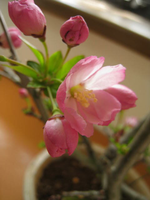 盆栽：さくら花海棠桜桜盆栽