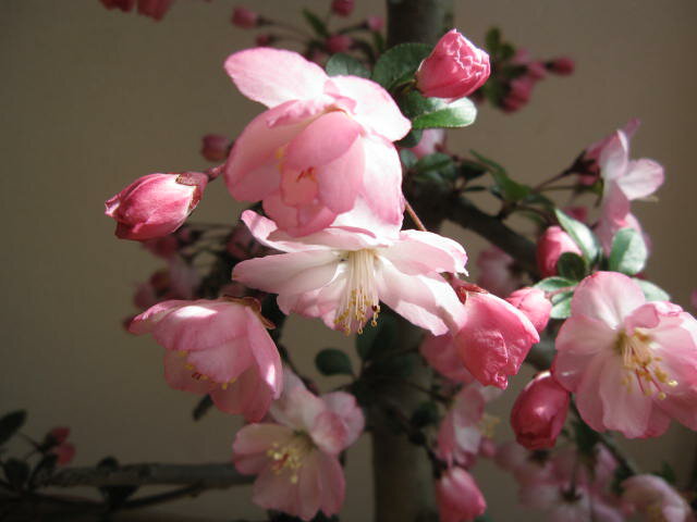 2012年　花芽有り　　桜苗【花海棠桜 】【桜】　大苗桜庭木カイドウ桜