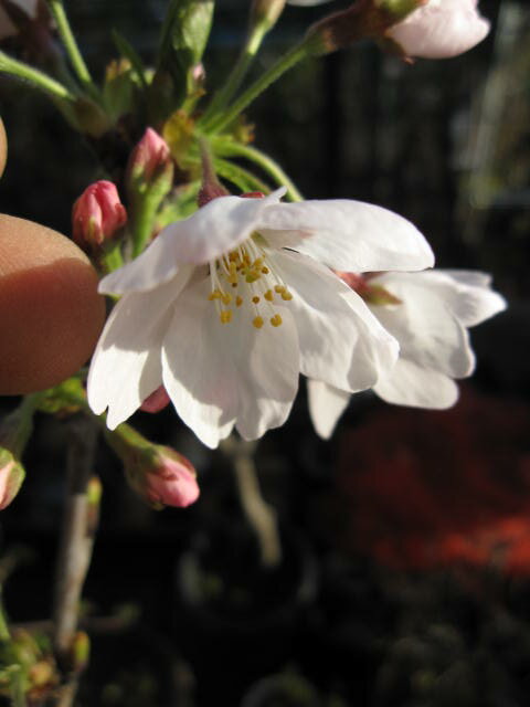 2012年送料無料　ソメイヨシノ染井吉野桜の苗　【染井吉野桜】染井吉野が桜では　ダントツの人気の桜　　五本セットで20年後のプチ桜並木セット桜苗販売故郷を桜で美しくプチ美化運動　