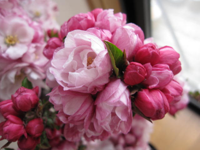 2012年　花芽有り　　桜苗【大花八重カイドウ桜 】【桜苗】　大苗桜庭木カイドウ桜