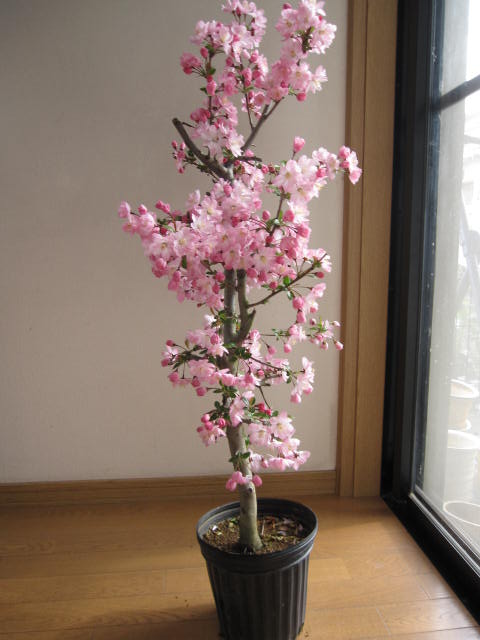 2012年　花芽有り　　桜苗【花海棠桜 】【桜】　大苗桜庭木カイドウ桜