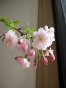 八重紅しだれ桜桜苗【八重紅枝垂桜 】 しだれ桜苗サ