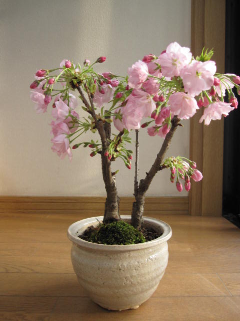 2012年の4月にはこんな感じで　咲きます。盆栽：ツイン桜寄せ植え 【桜満開】　桜盆栽の二本仕立 ぼんさい