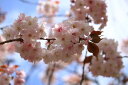 桜サクラ盆栽 　手弱女桜盆栽京都　平野神社由来の桜なんです。