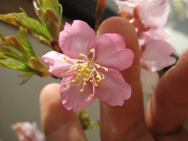 桜苗【河津桜 】【桜】　大苗　家の庭や玄関に　桜で景色をより美しく　 小さな　美化運動は　桜を育てること