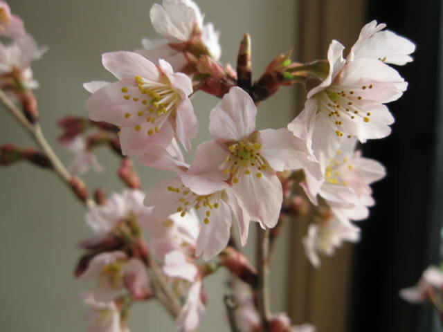 桜　【敬翁桜】 鉢植え　桜