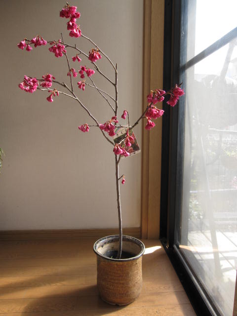 桜 【桜鉢植】 【桜】　桜 八重緋寒桜　開花は　三月初旬頃に開花します。贈り物に　桜鉢植　　　日本の美しさは桜にあり信楽鉢入り　