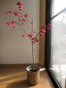 桜 【桜鉢植】 【桜】　桜 八重緋寒桜　開花は　三月初旬頃に開花します。