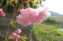 桜の苗【紅華桜】 桜庭木 八重桜苗 桜の苗【紅華桜】 桜庭木 八重桜苗