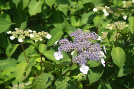 山アジサイ甘茶【アジサイ】 【信楽鉢入り】