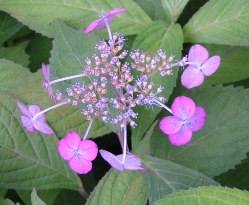 紫陽花苗　あじさい　 　伊予の簿墨　小苗