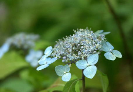 アジサイ土佐緑風【紫陽花】 【小苗】