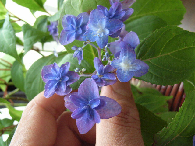 深山八重紫アジサイ 大苗　　2012年花芽有り苗開花は六月頃本年度開花見込みカブ