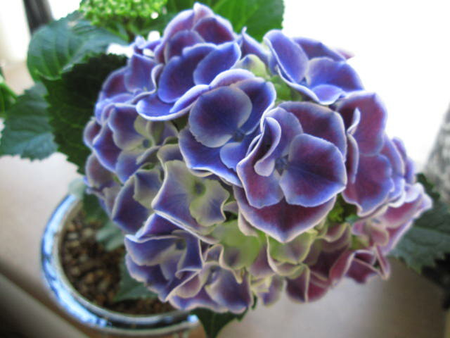 【アジサイギフト】紫陽花　　ブルー 開花終了しました。