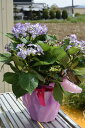 ショッピングあじさい 2022年6月開花終了剪定後苗 ひな祭りアジサイ　ブルー　　紫陽花の鉢植え　5号サイズ