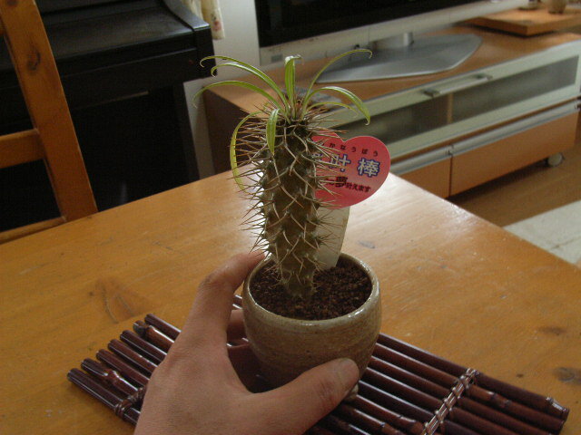 ⤵15ʤ̴𤨤ޤ̴ᥫʥܥڴտʪۡڥߥ˴տʪۡ£ʪ̵ۡۡ080424UP10