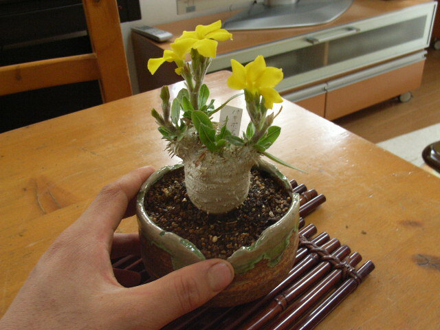 ֤4˺餭ޤѥݥǥ֥ӥڴտʪۡڥߥ˴տʪۡ£ʪ̵ۡۡ080424UP10