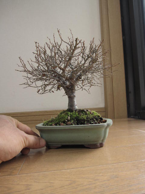 盆栽: けやき盆栽 欅盆栽小品盆栽...:minibonsai:10003152