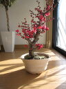 盆栽: 紅梅盆栽梅盆栽2012年　香りと花の贈り物香りもお花も楽しめる　豪快に咲く紅梅