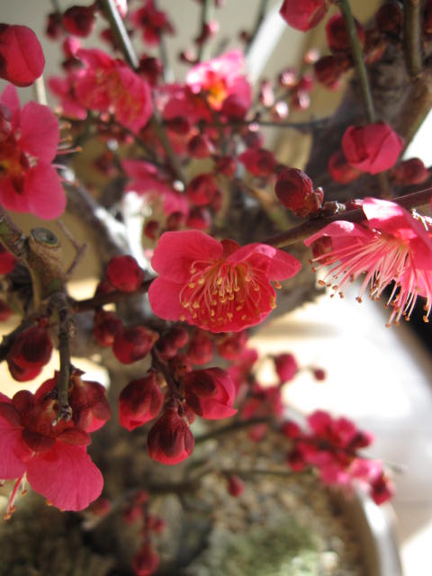 2012年　香りと花の贈り物盆栽: 紅梅盆栽梅盆栽　開花時期は2月頃です 紅梅で玄関に優しい梅の香りを満喫してくださいちなみに海外でも　BONSAI ボンサイと言います。
