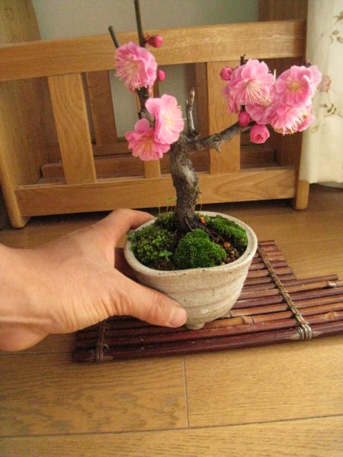 盆栽:摩耶紅梅ミニ梅の盆栽2017年開花花芽有り...:minibonsai:10004707