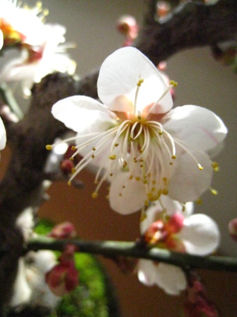 盆栽: 白梅盆栽梅盆栽　開花時期は2月頃です　　　玄関を彩る梅の花　　白梅