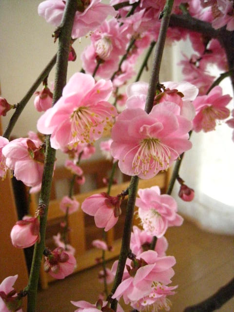 盆栽: しだれ梅盆栽　　赤 枝垂れ梅盆栽　　開花は二月頃に開花します。