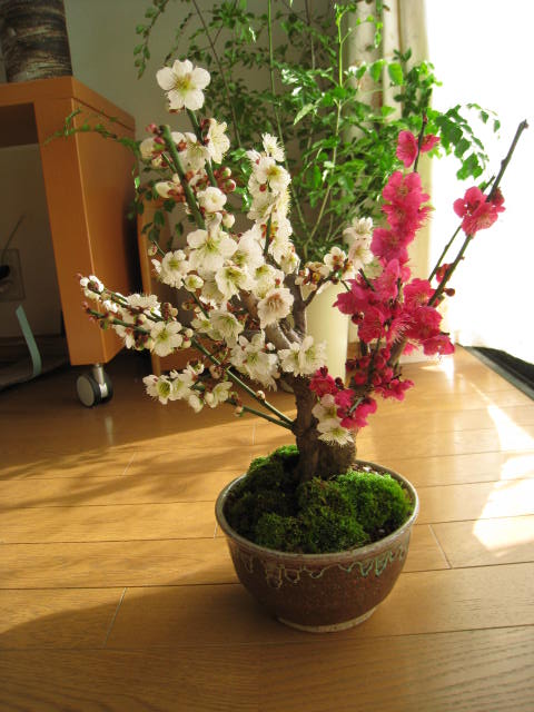 2012年3月初頃開花予定 梅の開花今年の開花は少し遅めです。 梅盆栽 【盆栽】信楽焼き入り紅白梅盆栽 大