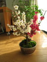 2013年花芽有り 梅盆栽 【盆栽】信楽焼き入り紅白梅盆栽 大
