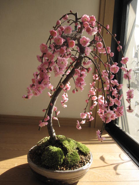 2012年3月中頃開花予定梅の開花今年の開花は少し遅めです。 盆栽: しだれ梅盆栽　 八重咲ピンクのしだれ梅　開花は3月中頃です。ちなみに海外でも　BONSAI ボンサイと言います。