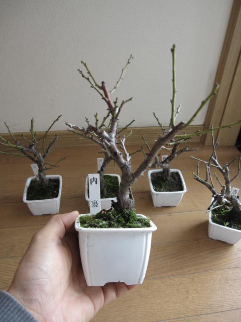 梅 【盆栽向け】ポット苗お買い得三梅...:minibonsai:10004780