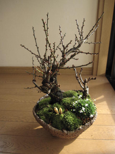 盆栽梅盆栽 【盆栽】信楽焼き入り白福梅盆栽...:minibonsai:10004939