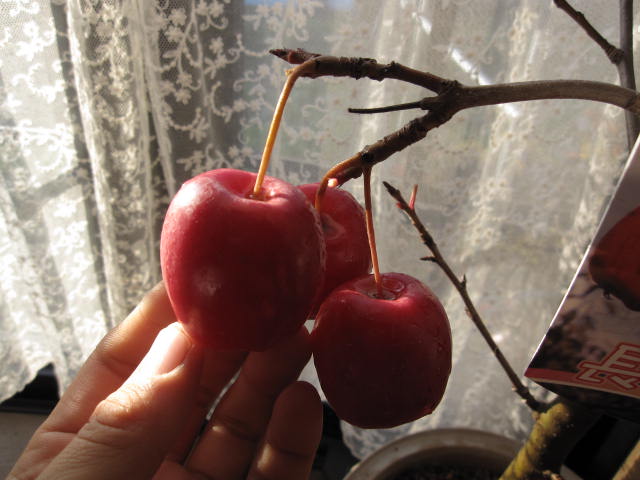 盆栽：【りんご】【長寿りんご】　：【送料無料】贈り物に最適　　冬の贈り物長寿リンゴ実は二月頃まで付いています。少し酸味がありますが　食べれます。