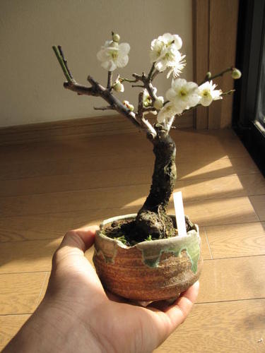 梅盆栽 【盆栽】信楽焼き入り白梅盆栽（一重白梅）ミニ白梅盆栽...:minibonsai:10005559