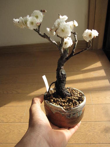 盆栽: 玉牡丹梅ミニ梅の盆栽2012年　香りと花の贈り物