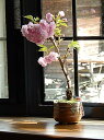 自宅でサクラのお花見を楽しむ八重桜桜盆栽さくら盆栽　桜ミニ盆栽2022年4月に開花