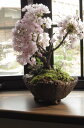 【2023年4月頃開花予定】自宅でお花見を楽しもう信楽鉢入り 八重桜盆栽盆栽桜で開花した時は 自宅でお花見。