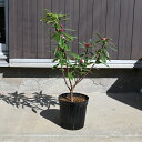 【2023年3月〜4月 開花】沈丁花紅花ジンチョウゲ高さ50センチ花の香りがいいかおりがします。自然の香水 沈丁花