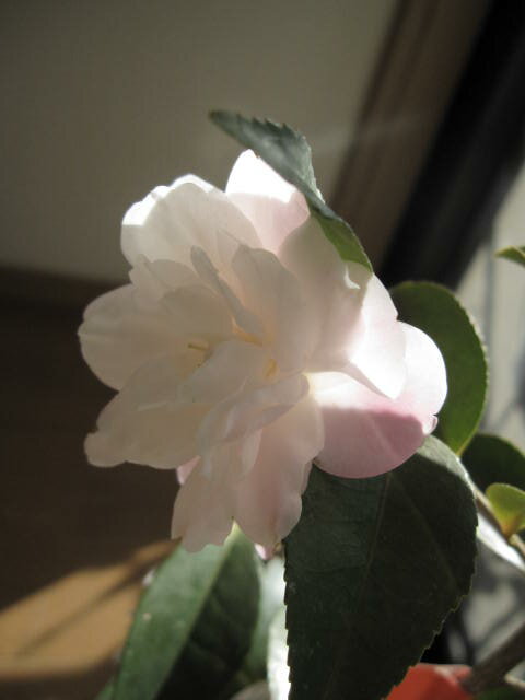 【庭木】 【ツバキ】【椿】 シナモンシンディー牡丹咲き、小輪　淡いピンクのぼかしが入ります。