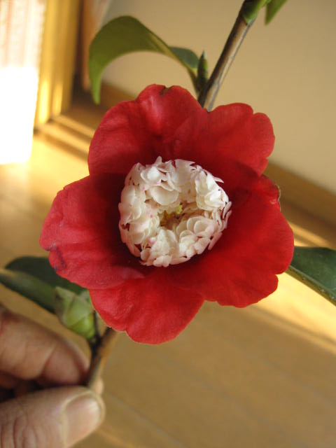 【庭木】 【ツバキ】【椿】　 ト伴椿ト伴は、濃い紅色の花弁と純白の唐子の花を咲かせます。