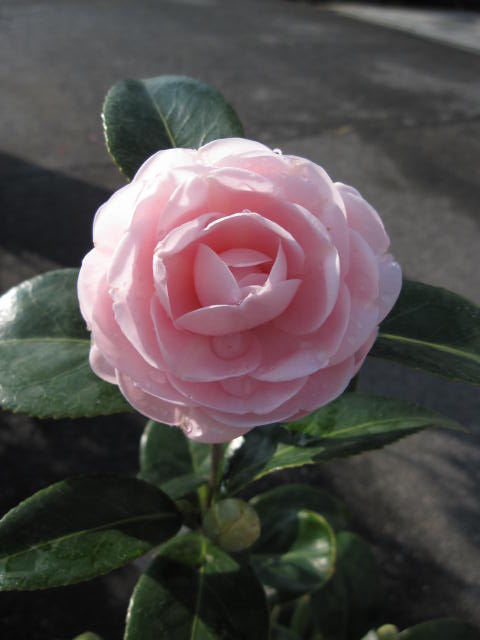 【鉢植】 【ツバキ】古典椿 乙女椿・ピンク色の八重咲き椿。　 信楽鉢入り