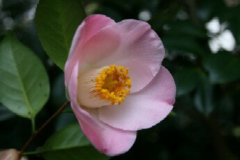 【庭木】 【ツバキ】古典椿 貴婦人椿桃色、底白、一重咲き、中輪挿し木　三年生