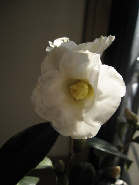 【庭木】 【ツバキ】【椿】　白侘び助白色、一重咲き、白芯、小輪　挿し木　三年生