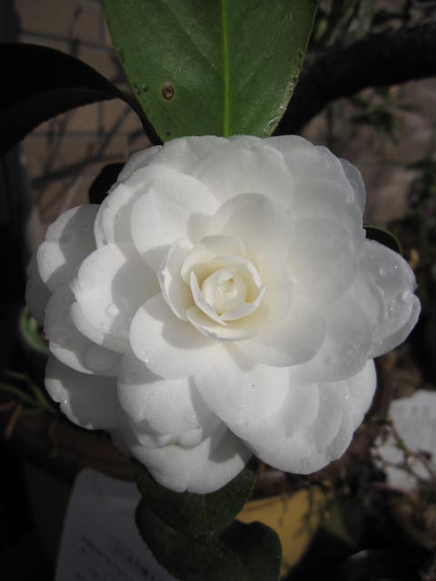 【庭木】 【ツバキ】椿 白乙女　 白色八重咲純白の八重咲ツバキ