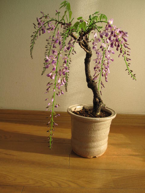 盆栽：野田藤薄紫の高貴なお花の贈り物　【藤盆栽】　藤　　2012年の春開花予定　花芽有り綺麗な紫のお花と香りが楽しめます。