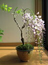 2012年開花予定盆栽： 野田藤盆栽信楽鉢入り　　三月と四月の贈り物に最適