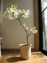 盆栽： 白藤盆栽純白の白藤2012年花芽有り