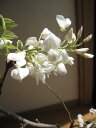 2023年4月頃から5月に開花盆栽:【藤盆栽】白花美藤　　白長藤　　信楽の鉢に入っています。