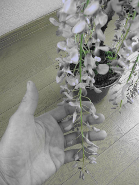 2012年5月1日開花中です。盆栽：野田藤　【藤盆栽】　藤のお花見も　ちょっと上品